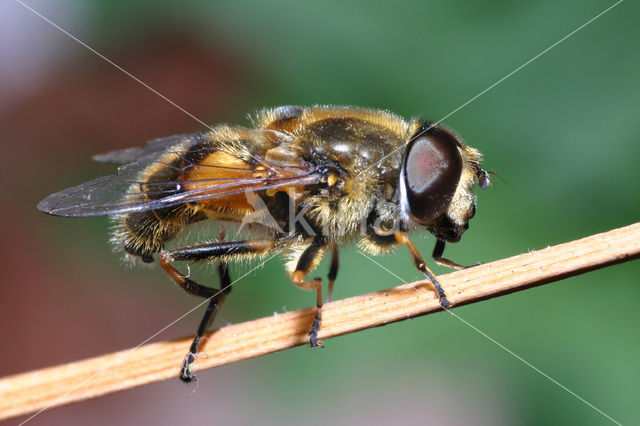 Bosbijvlieg (Eristalis horticola)