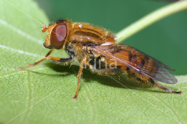 Bosfluweelzwever (Parhelophilus frutetorum)