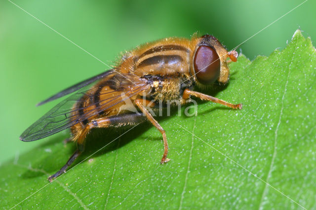 Bosfluweelzwever (Parhelophilus frutetorum)