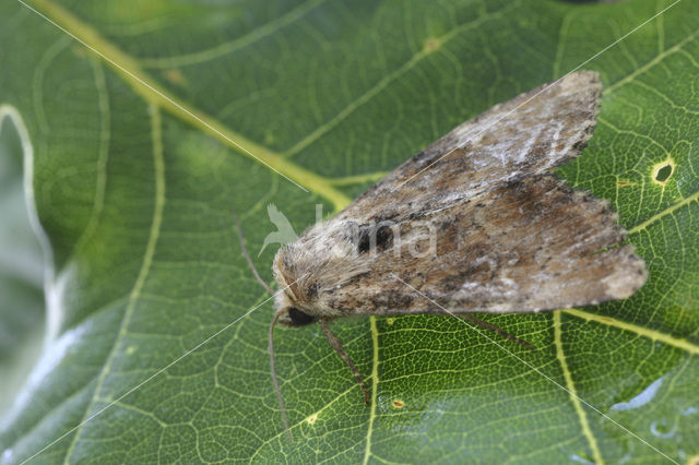 Bosgrasuil (Apamea scolopacina)