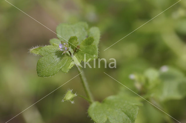 Bosklimopereprijs (Veronica hederifolia subsp. lucorum)