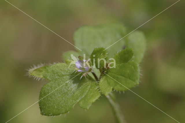 Bosklimopereprijs (Veronica hederifolia subsp. lucorum)