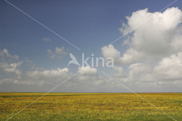 Buttercup (Ranunculus)