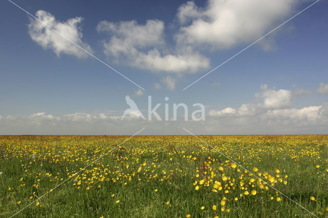 Boterbloem (Ranunculus)