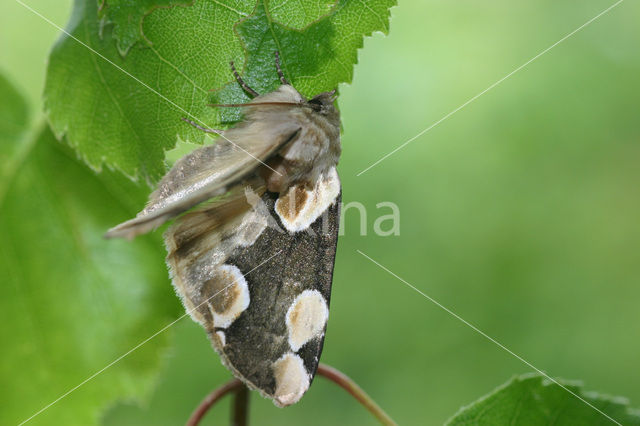 Braamvlinder (Thyatira batis)