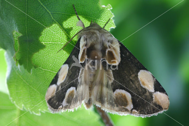 Braamvlinder (Thyatira batis)