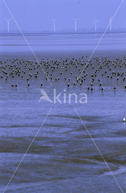 Brandgans (Branta leucopsis)