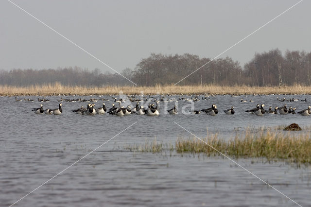 Brandgans (Branta leucopsis)