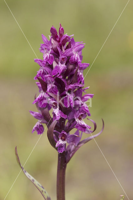 Brede orchis (Dactylorhiza majalis)