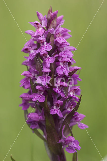 Brede orchis (Dactylorhiza majalis)