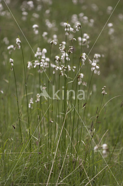 Breed wollegras (Eriophorum latifolium)