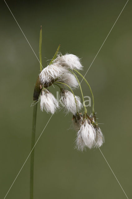 Breed wollegras (Eriophorum latifolium)