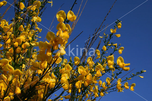 Brem (Cytisus scoparius)