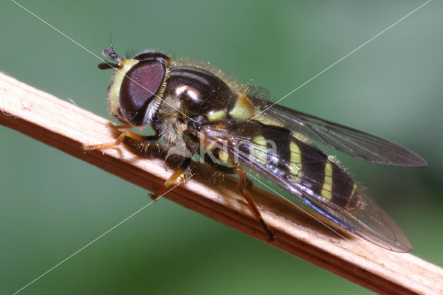 Bretelwimperzwever (Dasysyrphus albostriatus)