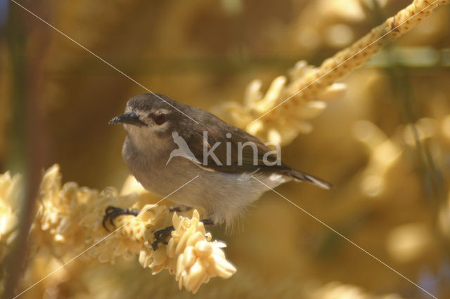 Bruine Honingzuiger (Anthreptes gabonicus)