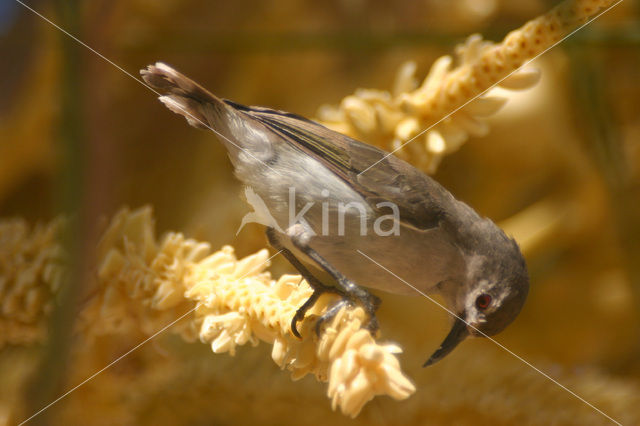 Bruine Honingzuiger (Anthreptes gabonicus)