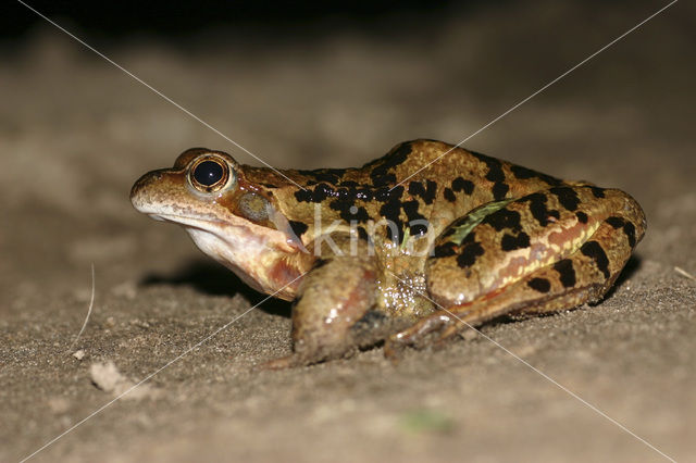 Bruine kikker (Rana temporaria)