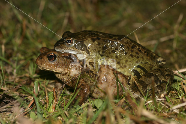 Bruine kikker (Rana temporaria)