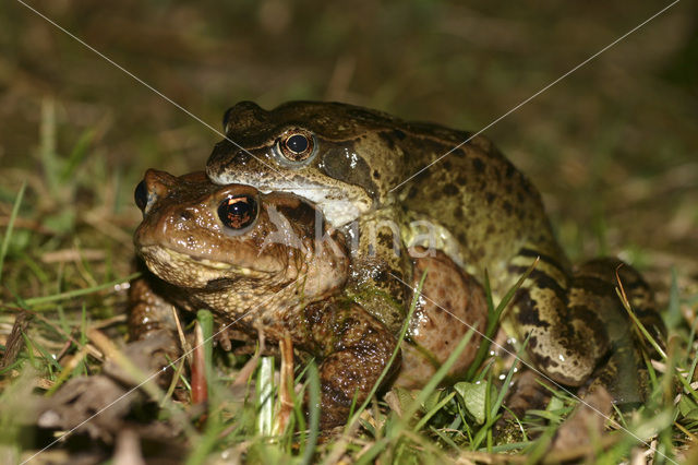 Bruine kikker (Rana temporaria)