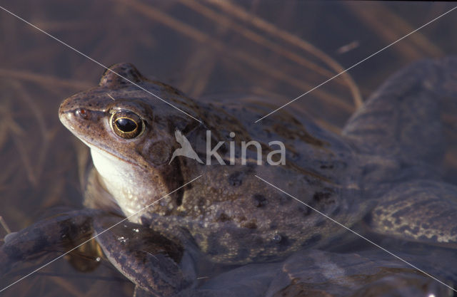 Bruine kikker (Rana temporaria)