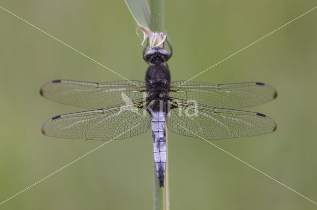 Bruine korenbout (Libellula fulva)