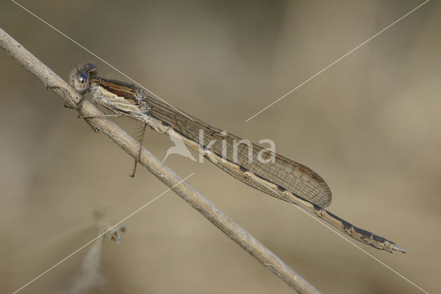 Bruine winterjuffer (Sympecma fusca)