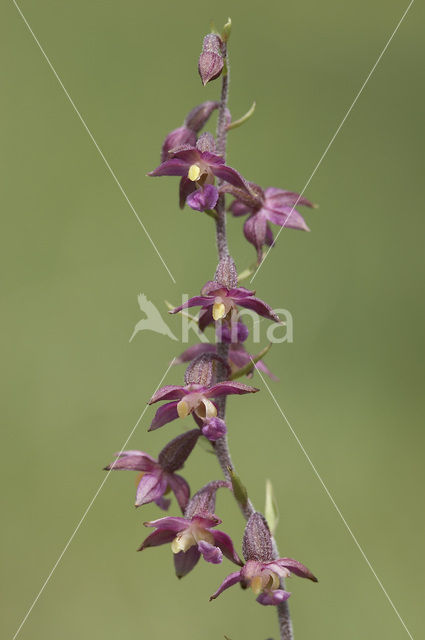 Bruinrode wespenorchis