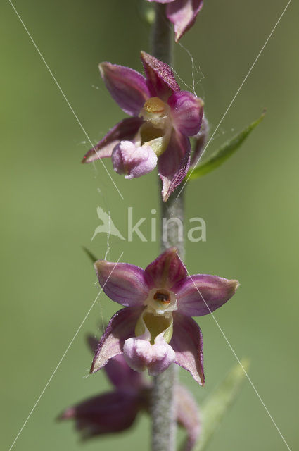 Bruinrode wespenorchis