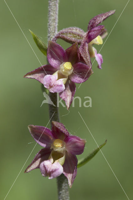 Bruinrode wespenorchis