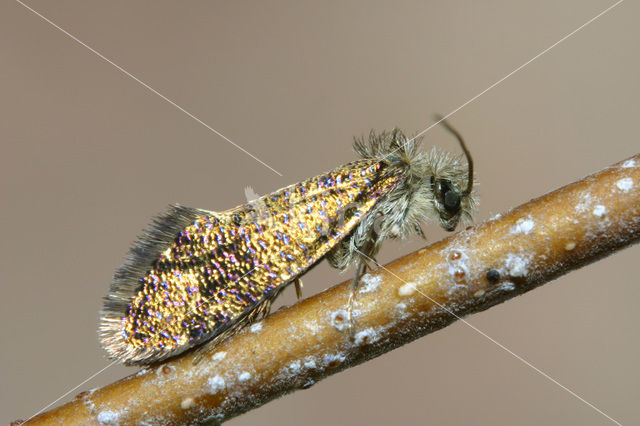 Common Oak Purple (Eriocrania subpurpurella)