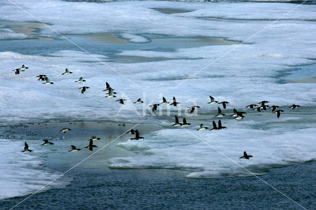 Dikbekzeekoet (Uria lomvia)