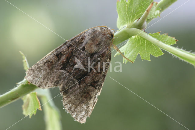 Donker halmuiltje (Oligia latruncula)