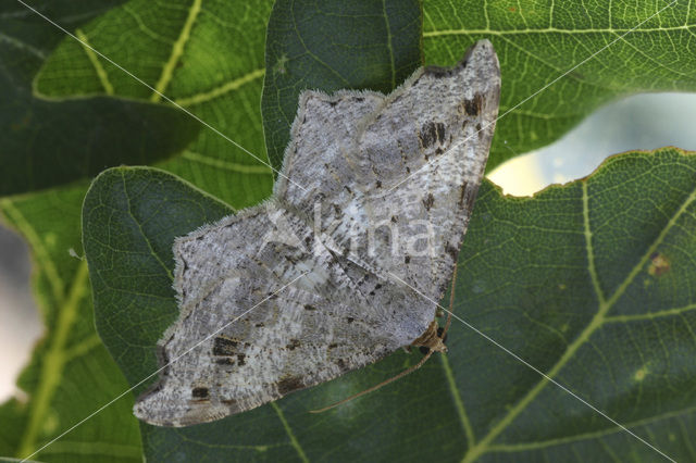 Donker klaverblaadje (Macaria alternata)