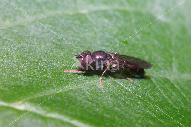 Donkere korsetzweefvlieg (Neoascia meticulosa)