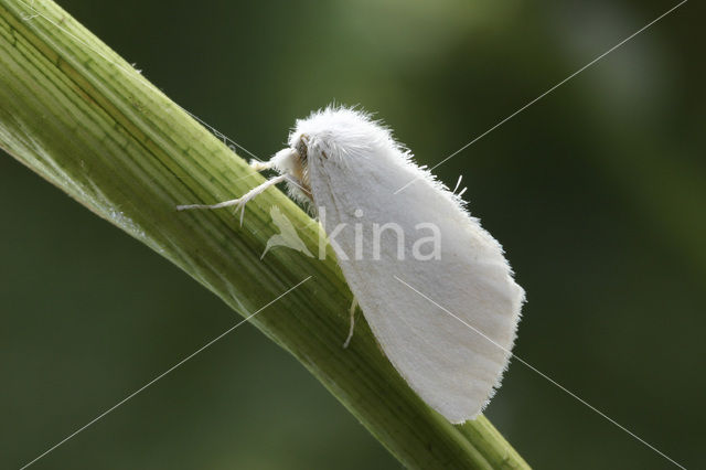 Donsvlinder (Euproctis similis)