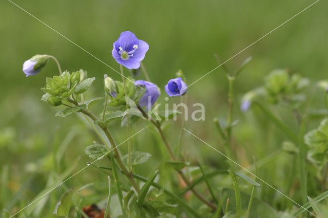 Draadereprijs (Veronica filiformis)