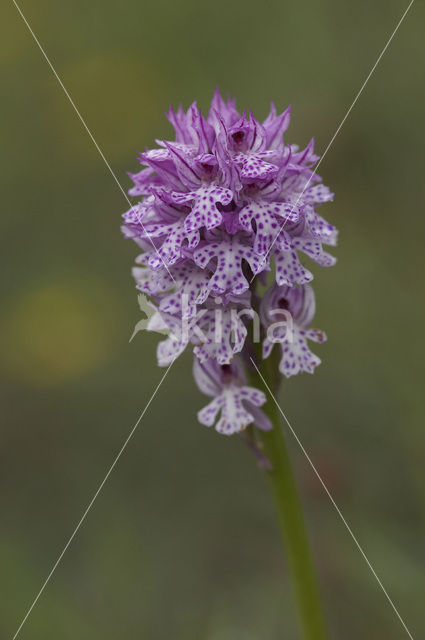 Drietandorchis (Neotinea tridentata)