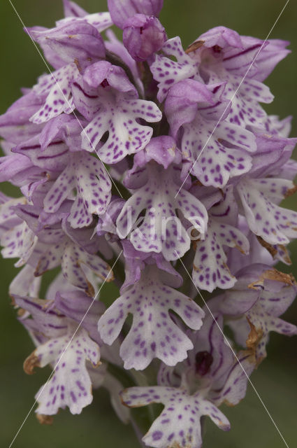 three-toothed orchid (Neotinea tridentata)