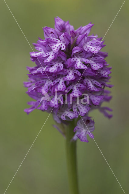 Drietandorchis (Neotinea tridentata)