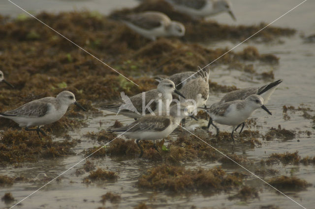 Drieteenstrandloper (Calidris alba)