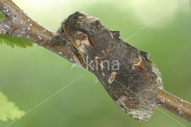 Dromedaris (Notodonta dromedarius)