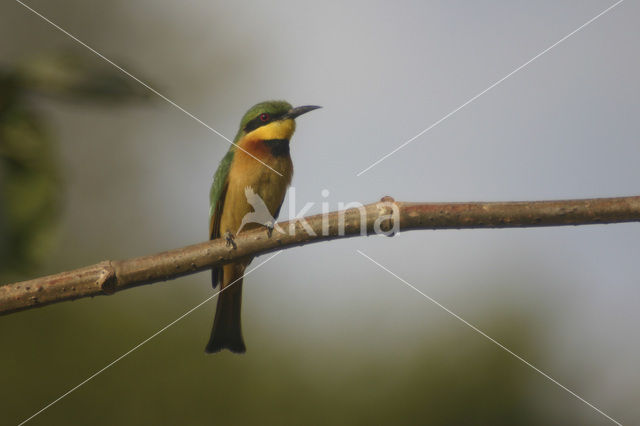 Little Bee-eater (Merops pusillus)