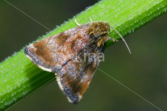 Dwerghuismoeder (Panemeria tenebrata)