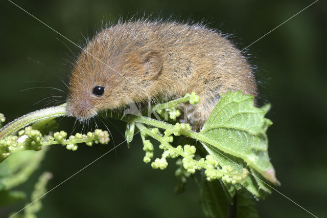 Dwergmuis (Micromys minutus)