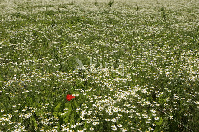 Wild Camomile (Matricaria recutita)