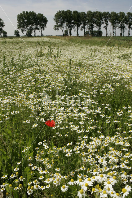 Echte kamille (Matricaria recutita)