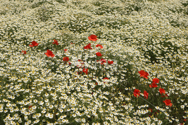 Echte kamille (Matricaria recutita)