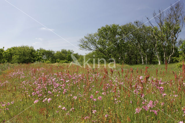 Echte koekoeksbloem (Lychnis flos-cuculi)