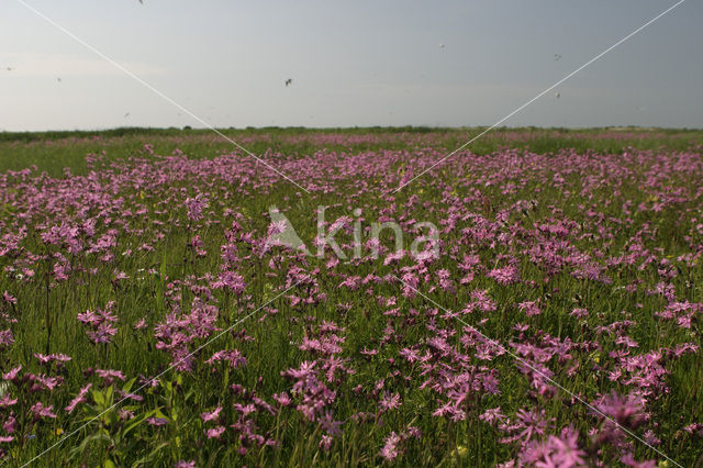 Echte koekoeksbloem (Lychnis flos-cuculi)