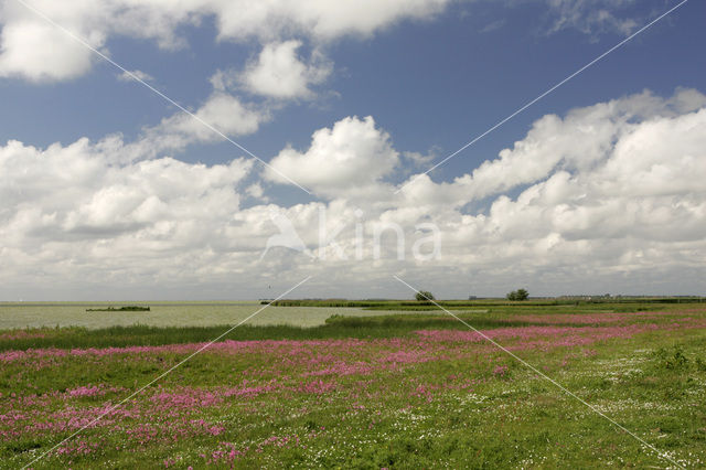 Echte koekoeksbloem (Lychnis flos-cuculi)